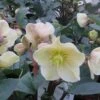 Helleborus X Ballardiae 'Cinnamon Snow' -Greentide Garden Store HELCINNSNOW