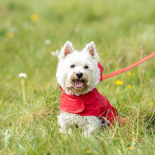 Hugo & Hudson Raincoat Red (Various Sizes) 4 Hugo & Hudson Raincoat Red (Various Sizes) - Image 2