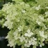 Hydrangea Paniculata 'Bobo' -Greentide Garden Store HYDBOBO