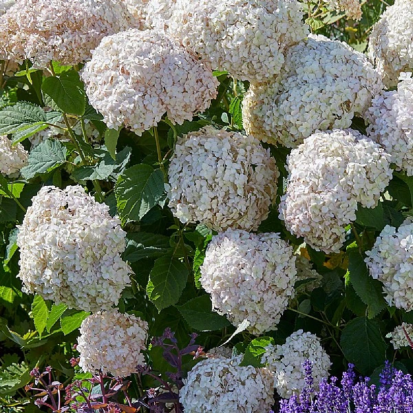 Hydrangea 'Candybelle Marshmallow' 3 Hydrangea 'Candybelle Marshmallow'
