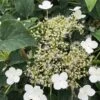 Hydrangea Anomalis 'Petiolaris' -Greentide Garden Store HYDPETI
