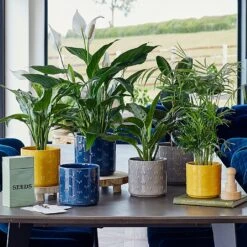 Ivyline Arley Bee Pot Cover Yellow (Various Sizes) -Greentide Garden Store IVARBEEYEL 2