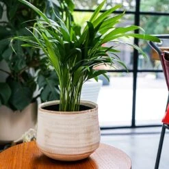 Ivyline Como Pot Cover Ivory (Various Sizes) -Greentide Garden Store IVCOMOIV 2