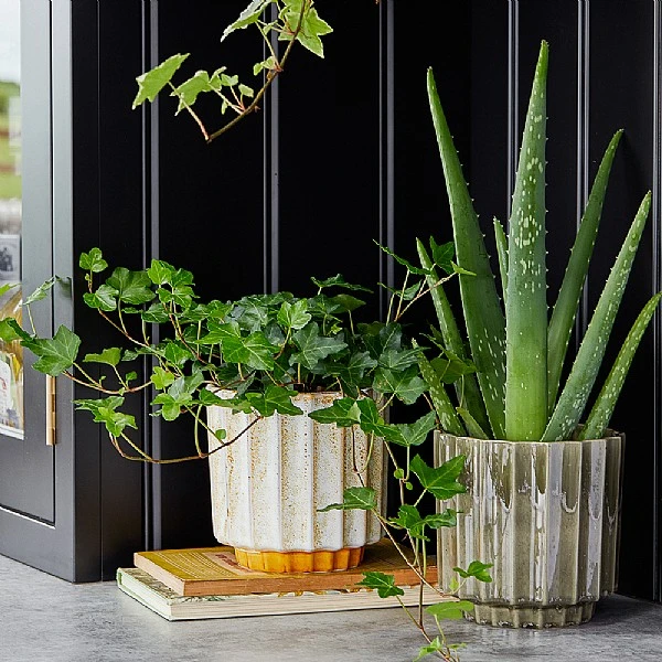 Ivyline Lugano Scalloped Reactive Pot Cover Mustard (Various Sizes) 4 Ivyline Lugano Scalloped Reactive Pot Cover Mustard (Various Sizes) - Image 2