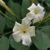 Jasminum Officinale 'Clotted Cream' 2 Jasminum Officinale 'Clotted Cream' -Greentide Garden Store JASCLCR
