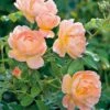 The Lark Ascending English Shrub Rose -Greentide Garden Store LARKASCEND