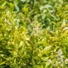 Ligustrum Ovalifolium 'Aureum' -Greentide Garden Store LIGUSOVAUR