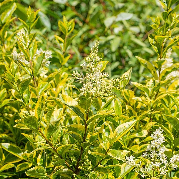 Ligustrum Ovalifolium 'Aureum' 3 Ligustrum Ovalifolium 'Aureum'