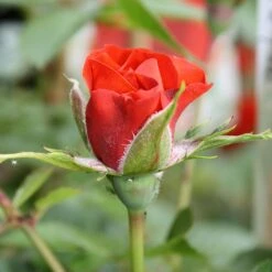 Little Bronze Rose -Greentide Garden Store LITTLEBR 2