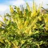 Mahonia X Media 'Winter Sun' -Greentide Garden Store MAHWINTSUN