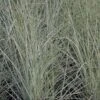 Miscanthus Sinensis 'Morning Light' -Greentide Garden Store MISMOLI