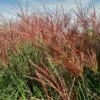 Miscanthus 'Red Zenith' 1 Miscanthus 'Red Zenith' -Greentide Garden Store MISREZE