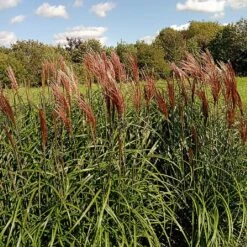 Miscanthus 'Red Zenith' -Greentide Garden Store MISREZE 1