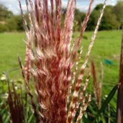Miscanthus 'Red Zenith' -Greentide Garden Store MISREZE 2