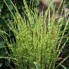 Miscanthus Sinensis 'Zebrinus Compact' -Greentide Garden Store MISZEBC