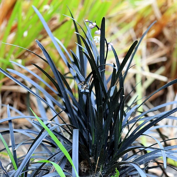 Ophiopogon Planiscapus 'Niger' 3 Ophiopogon Planiscapus 'Niger'