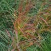 Panicum Virgatum 'Rehbraun' -Greentide Garden Store PANREHB