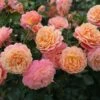 'Peach Melba' Bush Rose 2 'Peach Melba' Bush Rose -Greentide Garden Store PEACHMELBA