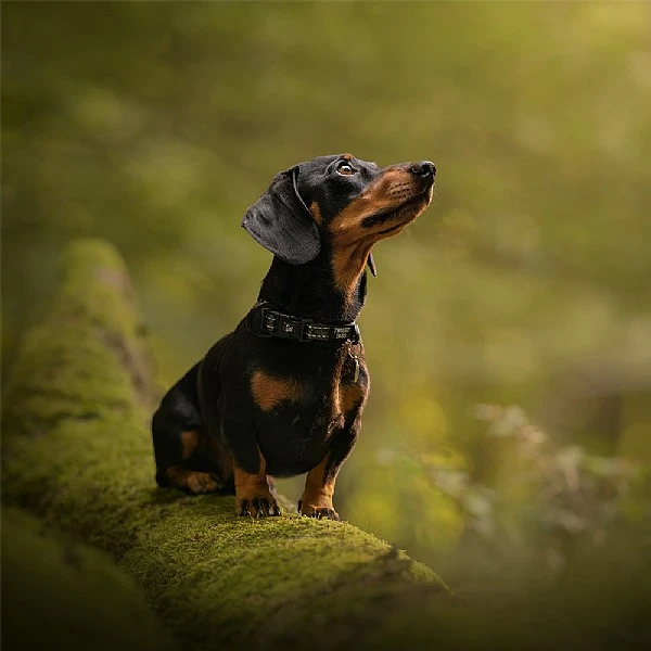 Twiggy Tags Petrichor Adventure Collar - Various Sizes 5 Twiggy Tags Petrichor Adventure Collar - Various Sizes - Image 3