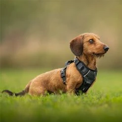 Twiggy Tags Petrichor Adventure Harness - Various Sizes -Greentide Garden Store PETADHARN 2