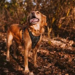 Twiggy Tags Petrichor Adventure Harness - Various Sizes -Greentide Garden Store PETADHARN 3