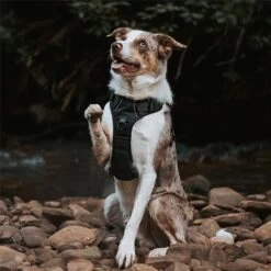 Twiggy Tags Petrichor Adventure Harness - Various Sizes -Greentide Garden Store PETADHARN 4