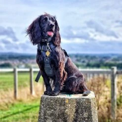 Twiggy Tags Petrichor Adventure Harness - Various Sizes -Greentide Garden Store PETADHARN 5