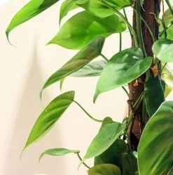 Philodendron Scandens -Greentide Garden Store PHILSCA 2