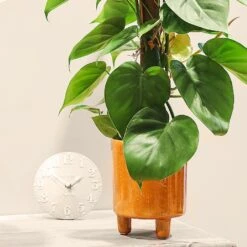 Philodendron Scandens -Greentide Garden Store PHILSCA 3