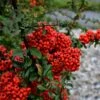 Pyracantha Coccinea 'Red Star' -Greentide Garden Store PYRAREDSTAR