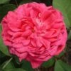 Rose De Rescht Shrub Rose -Greentide Garden Store ROSEDER