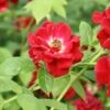 Ruby Rambler Climbing Rose -Greentide Garden Store RUBYRAMB