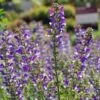 Salvia 'Azure Snow' -Greentide Garden Store SALAZUSNO