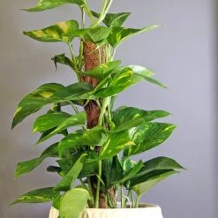 Scindapsus -Greentide Garden Store SCIND 1