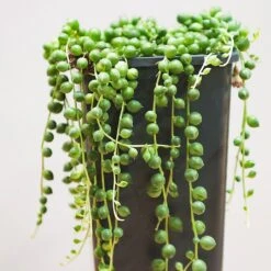 String Of Pearls (Senecio Rowleyanus) - Various Sizes 5 String Of Pearls (Senecio Rowleyanus) - Various Sizes -Greentide Garden Store SENEANUS 2