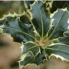 Ilex Aquifolium 'Argentea Marginata' -Greentide Garden Store SHILAMA