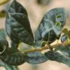 Ilex Aquifolium 'J C Van Tol' -Greentide Garden Store SHILJCV