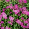 Spiraea 'Japonica Shirobana' -Greentide Garden Store SPIRDJAPSHIR