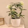 Stephanotis 4-6 Flowers -Greentide Garden Store STEPFLO