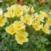 Tottering By Gently English Shrub Rose -Greentide Garden Store TOTBYGENT