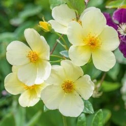 Tottering By Gently English Shrub Rose 5 Tottering By Gently English Shrub Rose -Greentide Garden Store TOTBYGENT 1