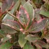 Weigela Florida 'Monet' 2 Weigela Florida 'Monet' -Greentide Garden Store WEIFLOMON