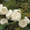 William & Catherine English Shrub Rose -Greentide Garden Store WILLCATH