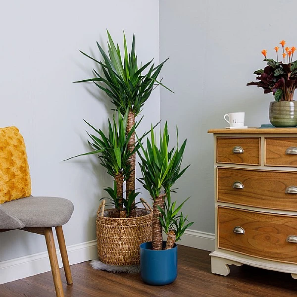 Yucca (Yucca Elephantipes) 3 Yucca (Yucca Elephantipes)