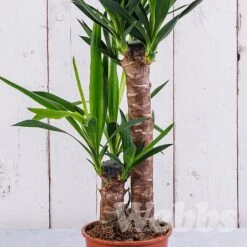 Yucca (Yucca Elephantipes) 5 Yucca (Yucca Elephantipes) -Greentide Garden Store YUCCATREE 1