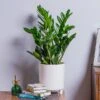 ZZ Plant (Zamioculcas Zamiifolia) -Greentide Garden Store ZZPLANT