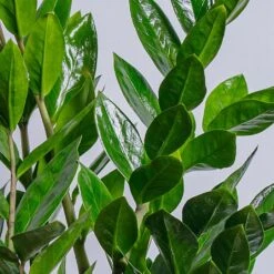 ZZ Plant (Zamioculcas Zamiifolia) -Greentide Garden Store ZZPLANT 2